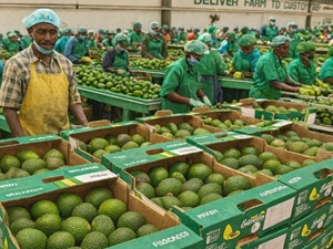 Romania Fresh Produce Sellers Code of Conduct Fruit Supplier code of Conduct for Romania